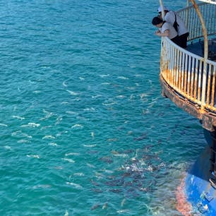 和歌山　串本海中公園

海中展望塔まわりに
大量のグレが

海の中が見れる船に
まるで潜水艦