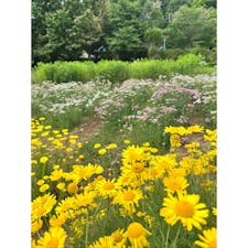 【みかもやま公園】in三毳山
栃木県栃木市にある三毳山の中の公園へ行ってきました✨
まずはみかも山の中にあるハーブ園のハーブフェスタへ🌿
私のお目当てはレモングラスソフト🍦✨
ラベンダーは食べたことがあったけどレモングラスは初でめっちゃ美味しくて😭🧡
しかも350円✨
毎日でも食べたいお味でした💛
ラベンダーのお花は時期が早すぎたのかこれからって感じでした😭
その後はわんぱく広場へ行き沢山遊んだのですが広場までが🅿️から遠くて山登りした感じ😭　足がパンパンになるから園内バスがオススメなんだけどバスの時刻表をちゃんとチェックをしてからにしないとだいぶ待たされます💦
私の色々なリサーチ不足が原因なんだけど結構大変な公園だった😭

2024.6.9