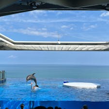 新潟の上越市立水族博物館うみがたり。
うみがたりの大水槽やイルカショーなど見どころいっぱいの水族館です。
日本海と一体化しているような演出も素敵です。
マゼランペンギンも可愛すぎ！

#上越市立水族博物館 #新潟県