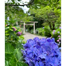 【あじさい坂】in栃木県栃木市:大平山

あじさい祭りへ✨
山頂にある大平山神社への階段は1000段あるらしく梅雨の時期はジメジメしてるから汗をかきながら頑張って神社まで！！
階段の両脇には色とりどりのあじさいが咲いていてとても綺麗です✨
山頂の大平山神社を参拝したら右手に進むと街を一望できる茶屋がありそこかあじさい坂が始まる入り口付近の茶屋でぜひ食べていただきたい名物が✨
大平山の三代名物:焼き鳥、玉子焼き、お団子をぜひお召し上がれ✨
特に玉子焼きはお出汁はじゅわーで絶対に食べていただきたい！！
三代名物オススメです✨

2023.7.1