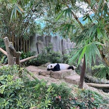 リバーワンダー
パンダいるの知らなかった🐼
個人的にナイトサファリより好きかも？！
#102406 #sシンガポール