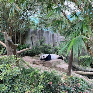 リバーワンダー
パンダいるの知らなかった🐼
個人的にナイトサファリより好きかも？！
#102406 #sシンガポール