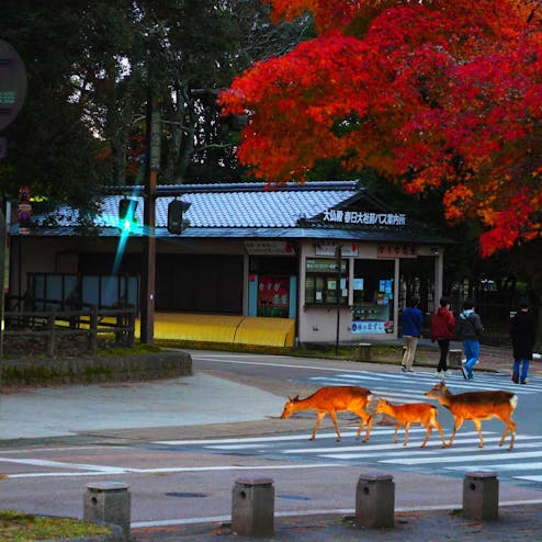 奈良公園