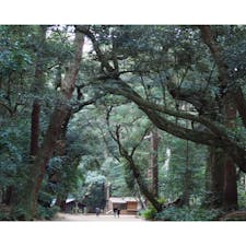 大迫力な巨木群