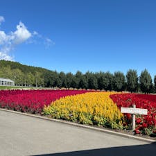 ファーム冨田
9月でも綺麗なお花🌸🌼が咲き誇っていました。