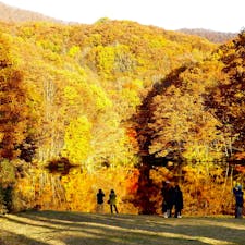 前回ご紹介した曽原湖から間もなくの場所にある曲沢沼。
規模は小さいですが、リフレクションが美しい沼として、多くの人が訪れる人気の紅葉スポットです。


#福島県 #猪苗代町 #曲沢沼