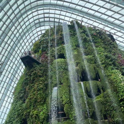 クラウド・フォレスト