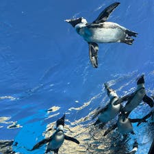 2024.9.23.
三連休最終日、サンシャイン水族館へ。ようやく少し秋らしくなり、屋外のペンギン、アシカ、カワウソを観るのも、快適でした。イベントのクイズラリーをしながら回ったので、いつもより深く観察できたかも。