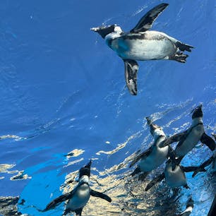 2024.9.23.
三連休最終日、サンシャイン水族館へ。ようやく少し秋らしくなり、屋外のペンギン、アシカ、カワウソを観るのも、快適でした。イベントのクイズラリーをしながら回ったので、いつもより深く観察できたかも。