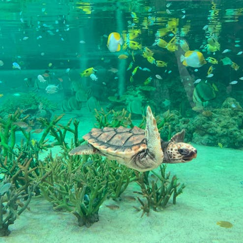 鴨川シーワールド