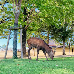 奈良
奈良公園

この夏の暑さで鹿も
大変そう