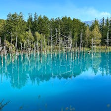 北海道
美瑛
青い池
お天気に恵まれ本当に綺麗な青ですが、場所によって色に違いがあります。