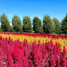 北海道
富良野
ファーム富田