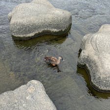 鴨川デルタ

鴨川ってカモ居るんだ、しかも近くにくるんですね。
ここは京都ののんびりした
空気感があり気持ちいいですね。
2024.9.28
