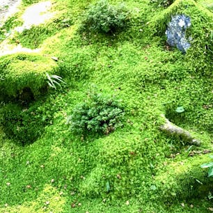 京都　常寂光寺

苔の緑が陽に照らされて
最高でした