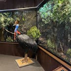 ケアンズ・コアラズ＆クリーチャーズ

爬虫類、鳥類の展示エリア。
予約をすればコアラの抱っこも出来ます。