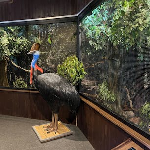 ケアンズ・コアラズ＆クリーチャーズ

爬虫類、鳥類の展示エリア。
予約をすればコアラの抱っこも出来ます。