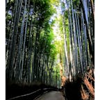 京都　嵐山
竹林の小径

何度訪れても癒される小径