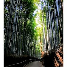 京都　嵐山
竹林の小径

何度訪れても癒される小径