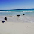 西オーストラリア、パースのビーチが世界一きれい！
大好きな、第二の故郷。

#オーストラリア #パース