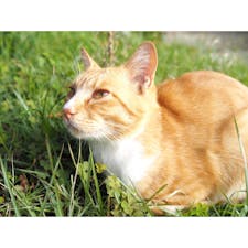 尾道のネコは人懐っこくてすぐ膝の上乗ってくれる。
癒しでしかない😇