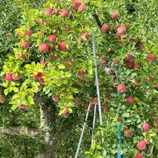 福島フルーツライン（県道5号線）は、これからリンゴ、梨、ブドウと、美味しいものが勢ぞろいして、果物狩りが楽しめます。

「道の駅ふくしま」では、お土産や地場産品のほか、果物の苗木などもお買い得な値段で販売しているので、ご自宅で育ててみるのも楽しいです。


#福島市 #フルーツライン #道の駅ふくしま
#福島県