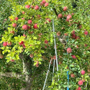 福島フルーツライン（県道5号線）は、これからリンゴ、梨、ブドウと、美味しいものが勢ぞろいして、果物狩りが楽しめます。

「道の駅ふくしま」では、お土産や地場産品のほか、果物の苗木などもお買い得な値段で販売しているので、ご自宅で育ててみるのも楽しいです。


#福島市 #フルーツライン #道の駅ふくしま
#福島県