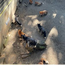 キツネをみてきました。

ホッキョクギツネという真っ白なキツネをみれるところは珍しいとのこと！