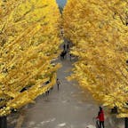 あづま総合運動公園のイチョウ並木は、520m続く並木で、ライトアップもあります。
例年の紅葉時期は11月上旬ですが、そろそろ色づいてきたようです。


#福島市 #あづま総合運動公園 #福島県