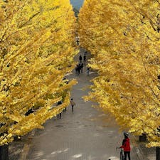 あづま総合運動公園のイチョウ並木は、520m続く並木で、ライトアップもあります。
例年の紅葉時期は11月上旬ですが、そろそろ色づいてきたようです。


#福島市 #あづま総合運動公園 #福島県