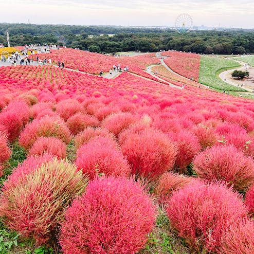 国営ひたち海浜公園