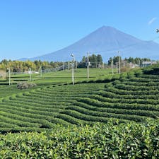 富士市にある天間の茶畑。
茶畑越しの富士山が壮観でした。