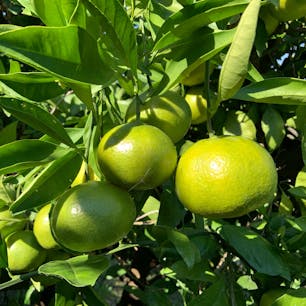 大阪府富田林市のやまびこ園で、みかん狩りを楽しみました。まだ青いみかんが多かったのですが、酸味と甘さの両方が感じられ、美味しかったです。

農園は小高い山の上にあり、景色が良いです。駐車場や休憩所から、大阪市内のビルも遠くに見えています。受付には、ペットボトルの飲み物のほか、農園でとれたサツマイモも売られていました。