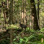 十二湖近くのブナの🌳にて
野生です‼️
驚かせてゴメン🙇‍♀️