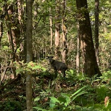 十二湖近くのブナの🌳にて
野生です‼️
驚かせてゴメン🙇‍♀️
