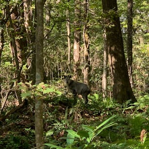 十二湖近くのブナの🌳にて
野生です‼️
驚かせてゴメン🙇‍♀️