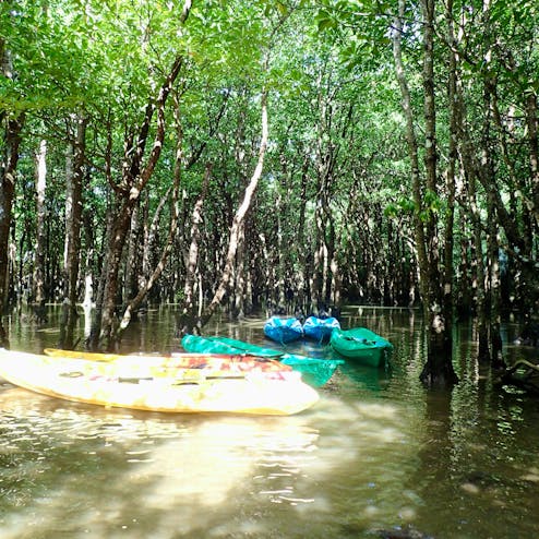 吹通川のヒルギ群落