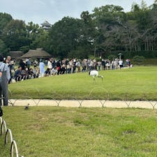 タンチョウが飛んだ