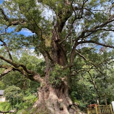 ふらっと寄りました
大きくて圧巻
幹の近くにはいけません