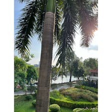 ハノイの西湖エリア

旧市街と違い、海外大使館や駐在さんたちが暮らす静かなエリア。美しい湖と公園があり、散歩やランニングにオススメです！