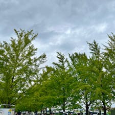 【秋まつり:加須はなさき公園にて】
in埼玉県加須市

まずはフリマでウルトラマン、仮面ライダーのおもちゃをなんと200円ずつでGET✨　
子供達はるんるんでプール側にある縁日コーナーへ✨　ほぼ100円で参加できて、スーパーボールすくい、モルック、射的を！
キッチンカーではかき氷、大判焼き、シャカシャカポテト、行田市B級グルメの銭の形をしたゼリーフライをいただきました✨
フリマが開催されていた所が銀杏並木でまだ緑が綺麗でした🌳

2024.10.27🍂