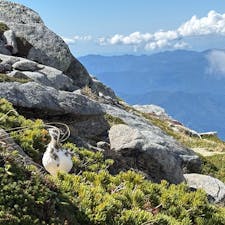 2024/10/12  ライチョウ🦆🤍
キャンプ場近くで擬態の上手な雷鳥
#ハイキング