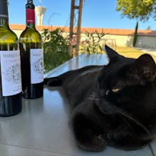 2024/8/21  ワイナリーめぐり
メドックとサンテミリオン🐈‍⬛🍷🤍
見渡す限りぶどう畑
#ボルドー  #Bordeaux
#フランス  #France