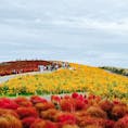 【国営ひたち海浜公園】
in茨城県ひたちなか市

ピーク過ぎたけどコキアを見に✨
初めて行ったのですがまだ色づいていて真っ赤なコキアに茶色のコキアに秋を感じました🍂　キバナコスモスやソバの花も綺麗で中でも赤いソバの花は初めて見ましたがピンク色で可憐で素敵でした✨
園内は凄ーく広く海風が最初は寒かったけど歩いているうちに身体はポカポカですごく健康的な散歩に✨
月曜日だったのにキッチンカーも沢山あって青森県産のりんごを使ったりんご飴がすっごく美味しくて🍎✨
あとくるみ味噌のお団子、さつまいもコロッケ、ネモフィラブルーをイメージの秋田名物「ババヘラアイス」をいただきました✨　
茨城を満喫🍠

2024.10.28🍂