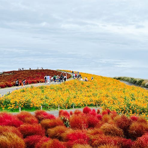 国営ひたち海浜公園