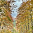 東北の秋🍂
あまり観光客がいない事を願って宮城から秋田の県境の山々を友人とドライブしました。
カーブを曲がるたびに美しい紅葉🍁に只々感激です。
最終目的地の小安峡も生命力を感じる景色でなぜか力が湧いてきました💪