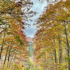 東北の秋🍂
あまり観光客がいない事を願って宮城から秋田の県境の山々を友人とドライブしました。
カーブを曲がるたびに美しい紅葉🍁に只々感激です。
最終目的地の小安峡も生命力を感じる景色でなぜか力が湧いてきました💪