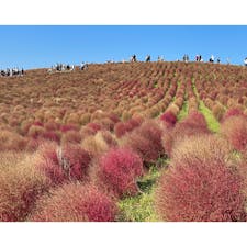 国営ひたち海浜公園のコキア、見頃後半へ🍁

赤からすっかり茶色に変わっていましたが、これまで緑と真っ赤なコキアは見に来たことがあったので逆に新鮮でした☺️

11/5にはコキアが全て抜かれ、もう来年のネモフィラの準備に入るそうです💡

今年も秋の国営ひたち海浜公園を満喫できました🥰
