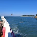三重県/鳥羽湾めぐり・ミキモト真珠島

鳥羽湾めぐりでイルカ島に渡り戻ってきてから、橋で真珠島🦪に移動。
海女さんのショーがありました。
保温性の無い海女着での素潜りの様子を見せていただきました。

#puku2'24
#puku2"11
#puku2'24大人女子10名の同窓旅
#三重#鳥羽#鳥羽湾めぐり#ミキモト真珠島