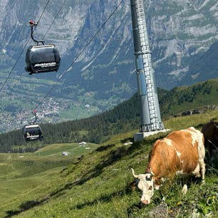 2024/8/11  🚠
Männlichen (2,343m) から
Grindelwaldへもかわいい🚠独占
#ユングフラウ  #Jungfrauregion
#スイス  #Switzerland
#ハイキング